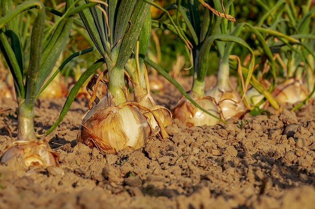 champ d'onions