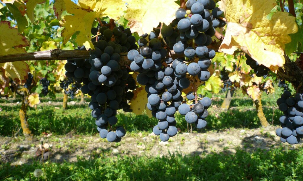 Grappe de raisin - Viticulture