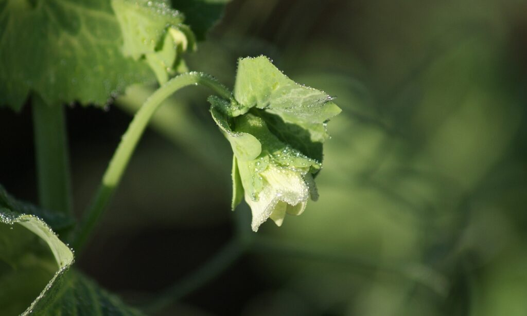 Fleur pois