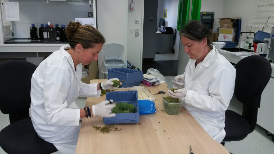 deux femme travaillant sur du raisin