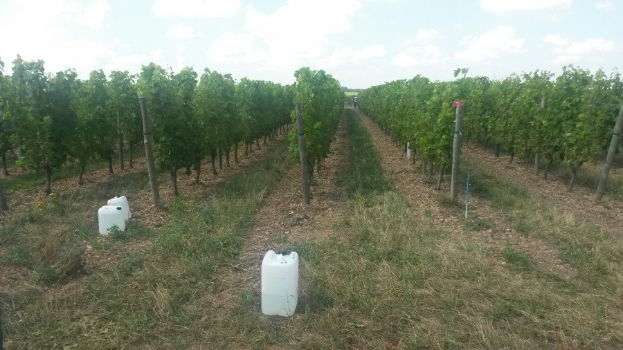 photo vigne grappe