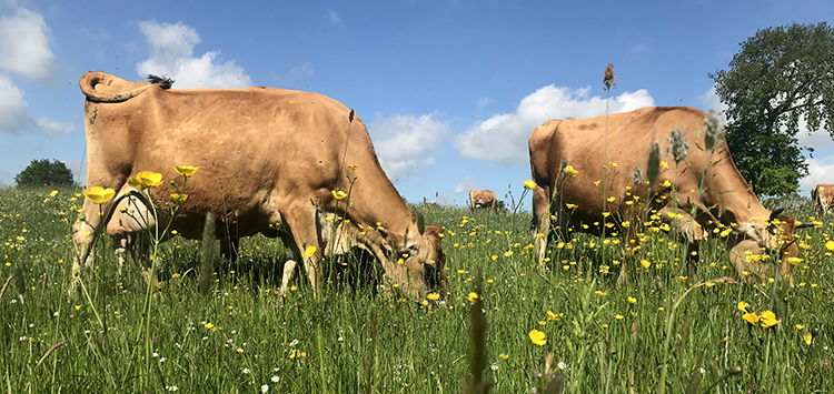 vaches prairie fleurs jaunes