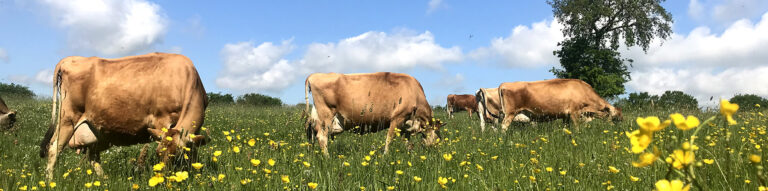 vaches dans un champ