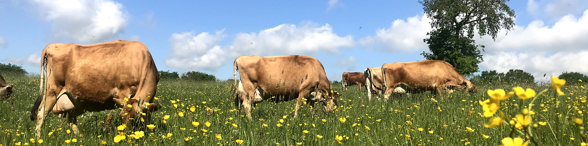 vaches dans un champ