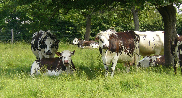 vaches sous un arbre