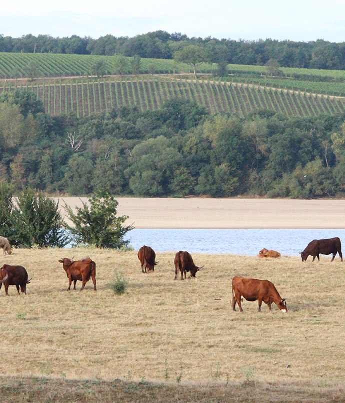 vaches proches d'un lac