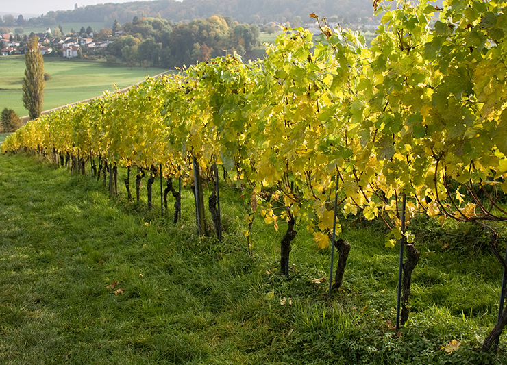 formation courte viticulture