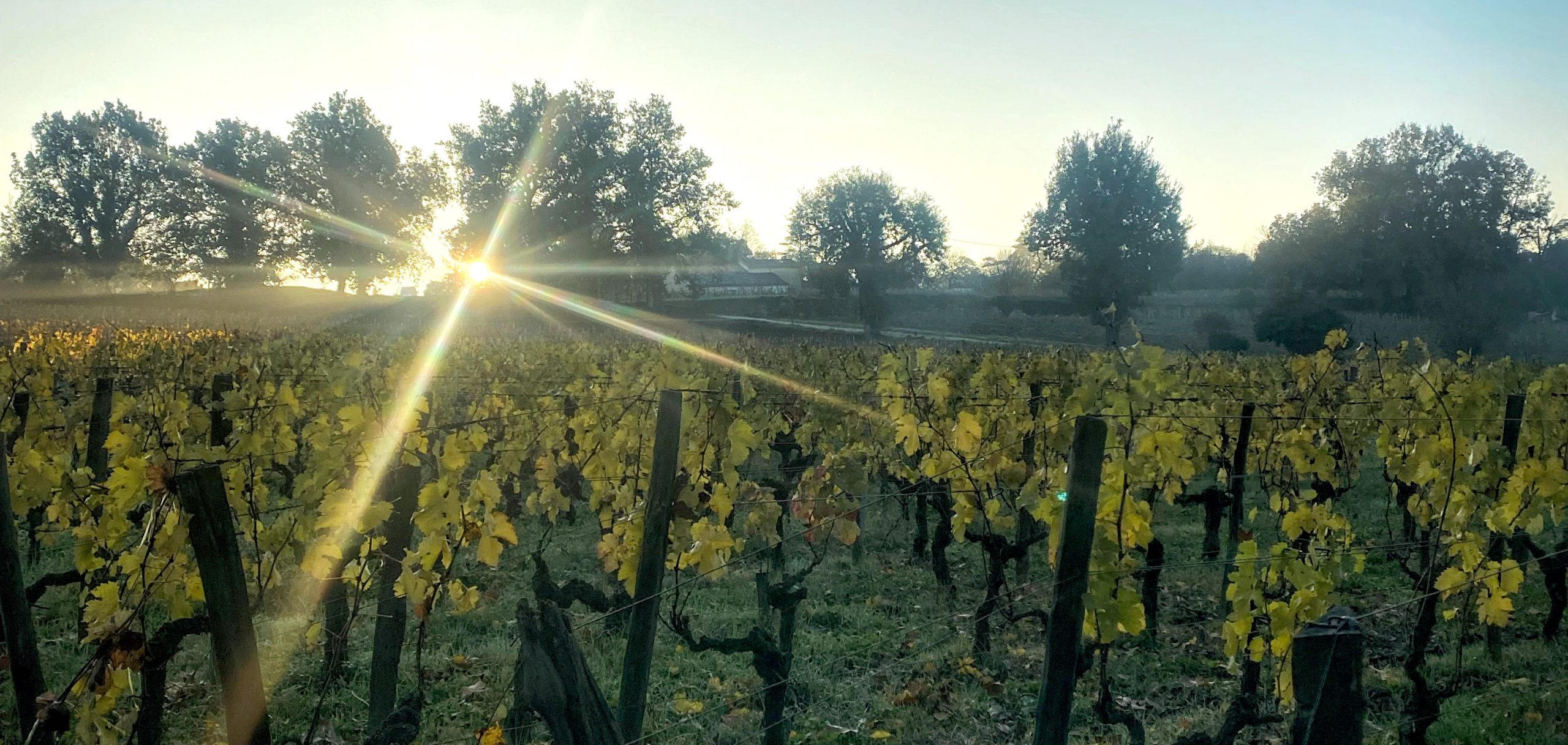 Projet swicc vin et viticulture face aux changements climatiques
