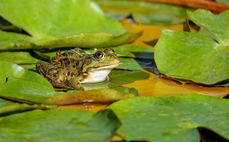 grenouille