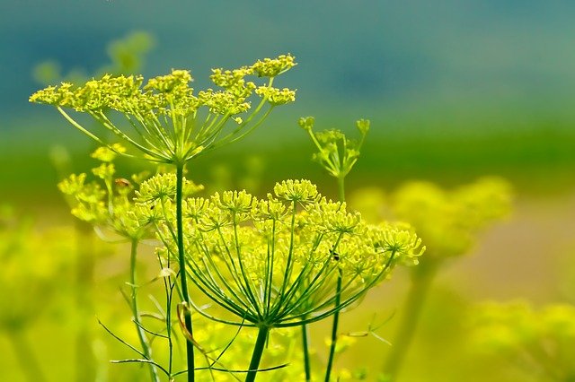 Fenouil