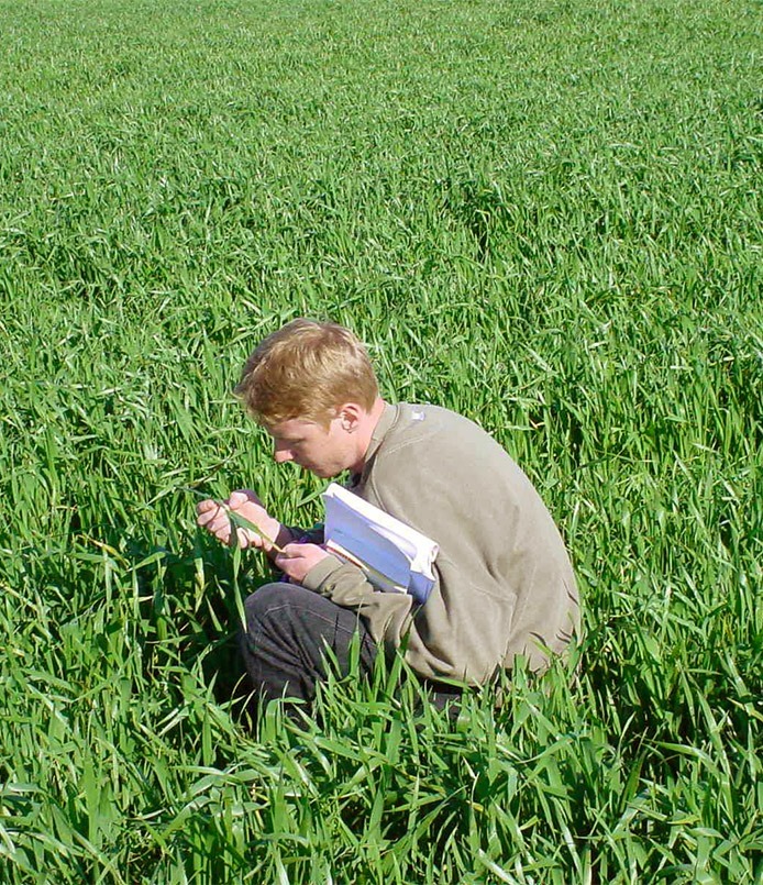 homme dans un champ d'herbes hautes