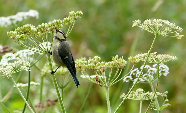 oiseau sur une fleur