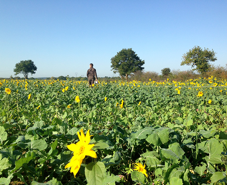 homme marchant dans un champ de tournesol