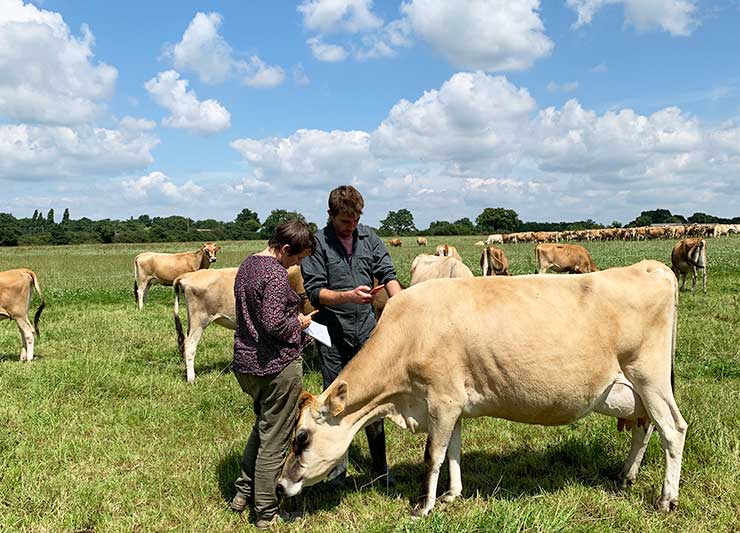 Femme et homme dans un champ avec vache