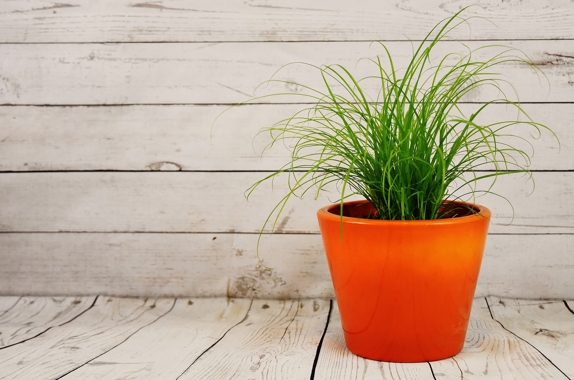 plante en pot