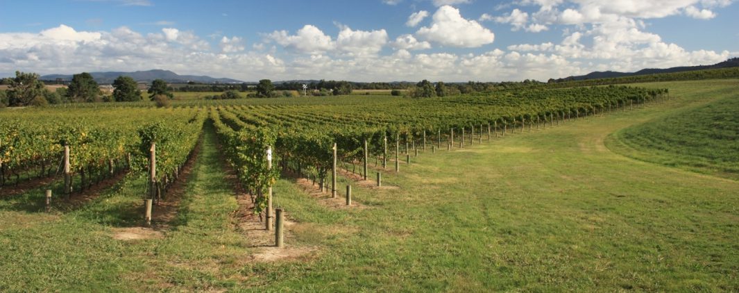 photo vignes