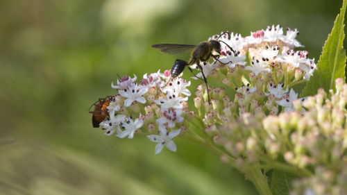 BTSA Gestion et protection de la nature (GPN) à distance, formation ESA, écosystèmes, écologie