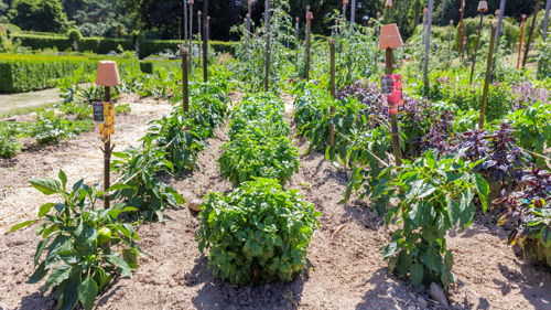 BTSA Métiers du végétal : alimentation, ornement et environnement, à orientation Agriculture Biologique (AB), à distance, formation ESA, capacité professionnelle agricole