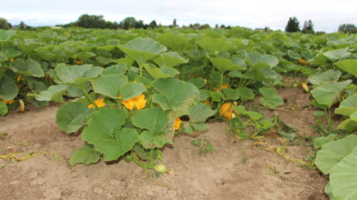 BTSA Métiers du végétal : alimentation, ornement et environnement, à orientation Agriculture Biologique (AB), à distance, formation ESA, capacité professionnelle agricole