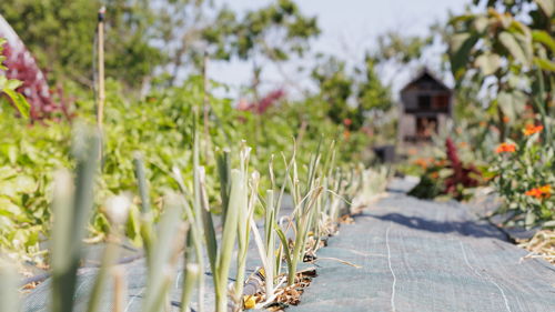 BTSA Métiers du végétal : alimentation, ornement et environnement à distance (ex : BTSA Production horticole) formation ESA, production