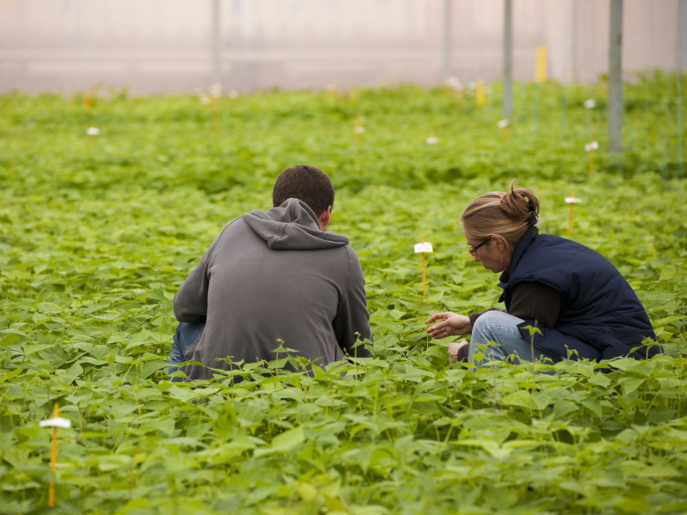 BTSA Métiers du végétal : alimentation, ornement et environnement à distance (ex : BTSA Production horticole) formation ESA, production