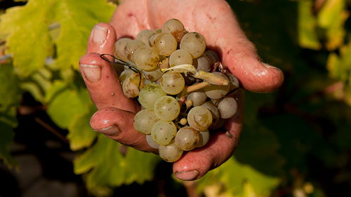 BTSA Viticulture-œnologie (VO) à distance, formation ESA, technicien supérieur agricole viticulture-œnologie, capacité professionnelle agricole