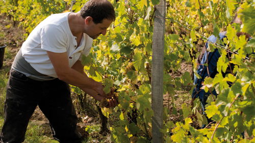 BTSA Viticulture-œnologie (VO) à distance, formation ESA, technicien supérieur agricole viticulture-œnologie, capacité professionnelle agricole