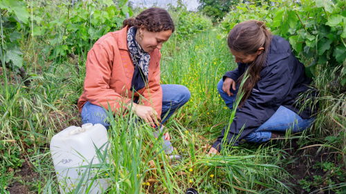 BTSA Viticulture-œnologie (VO) à distance, formation ESA, technicien supérieur agricole viticulture-œnologie, capacité professionnelle agricole