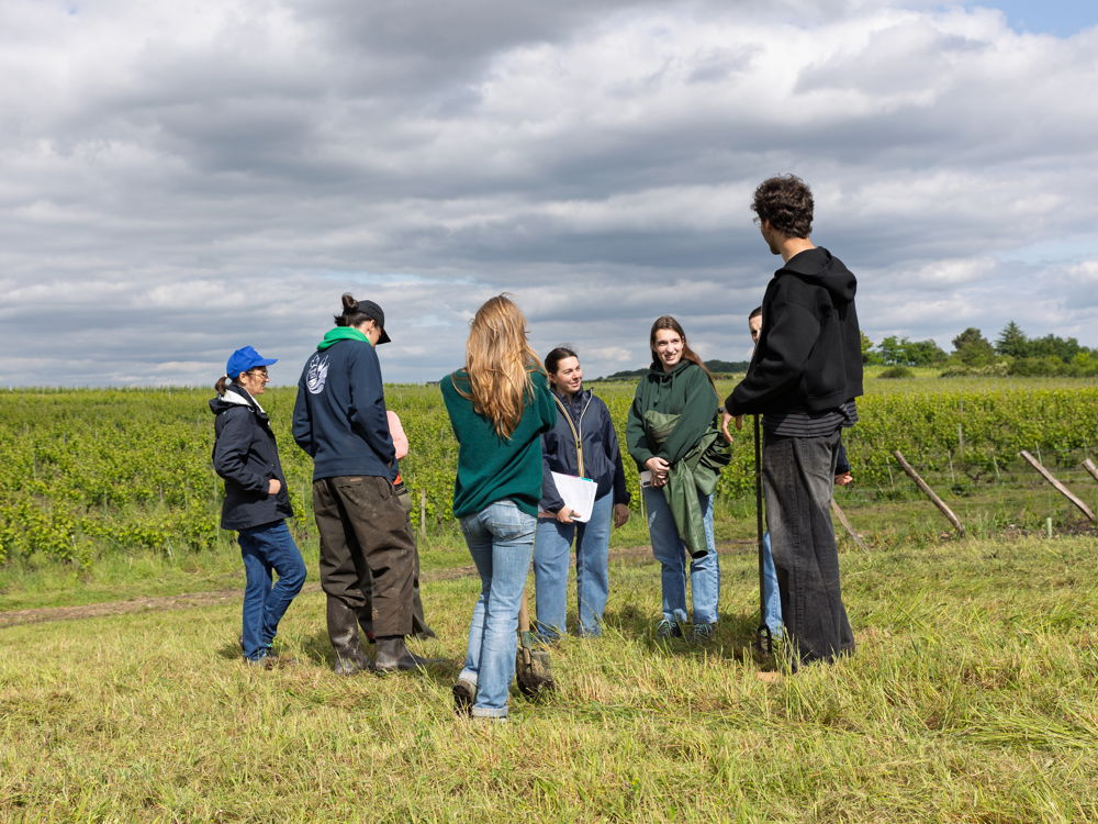 BTSA Viticulture-œnologie (VO) à distance, formation ESA, technicien supérieur agricole viticulture-œnologie, capacité professionnelle agricole