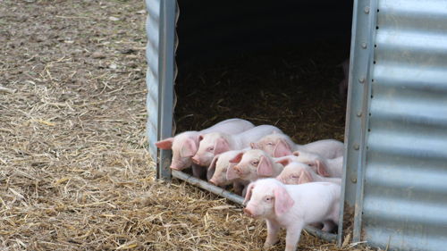 BTS Métiers de l’élevage (ex Productions Animales) formation ESA