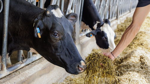 BTS Métiers de l’élevage (ex Productions Animales) formation ESA