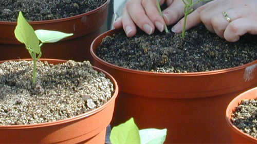 BTS Métiers du végétal : Alimentation, ornement et environnement (ex : Production Horticole) formation ESA