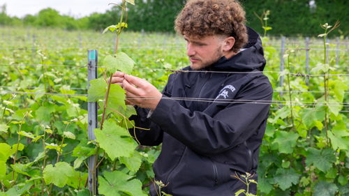 Licence pro MVT : Marketing et commerce international des vins et terroirs, formation ESA, viticulture-œnologie, viticoles, cavistes
