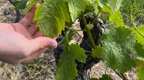 Licence pro MVT : Marketing et commerce international des vins et terroirs, formation ESA, viticulture-œnologie, viticoles, cavistes