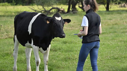Licence pro Productions animales : Métiers du conseil en élevage, formation ESA, technico-commercial, conseiller