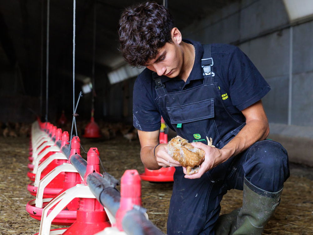 Licence pro Productions animales : Métiers du conseil en élevage, formation ESA, technico-commercial, conseiller