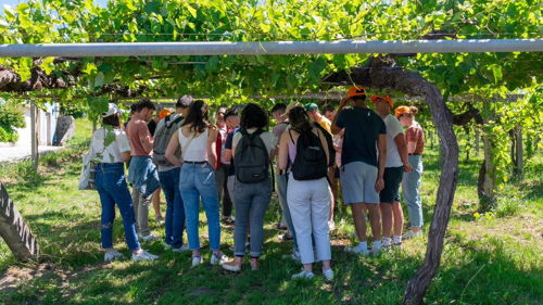 Master en vigne, vin et gestion du terroir (Vintage) formation ESA marketing