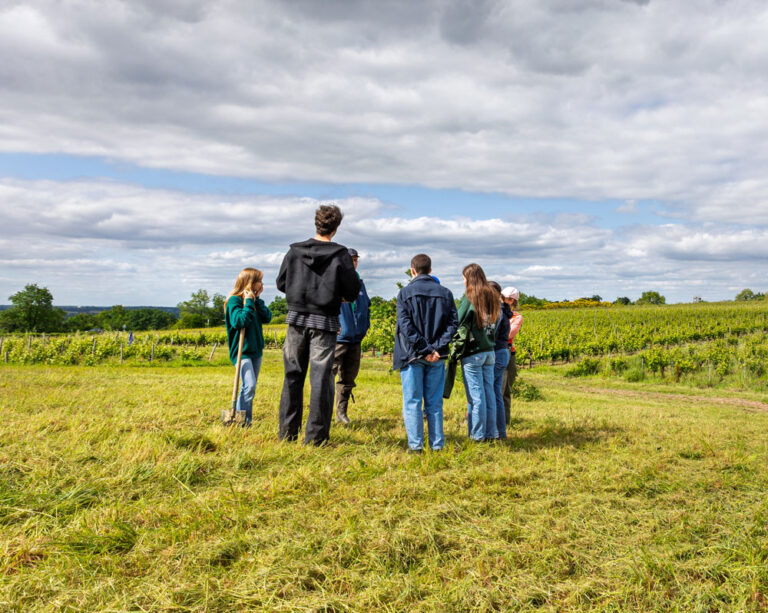 Master en vigne, vin et gestion du terroir (Vintage) formation ESA marketing
