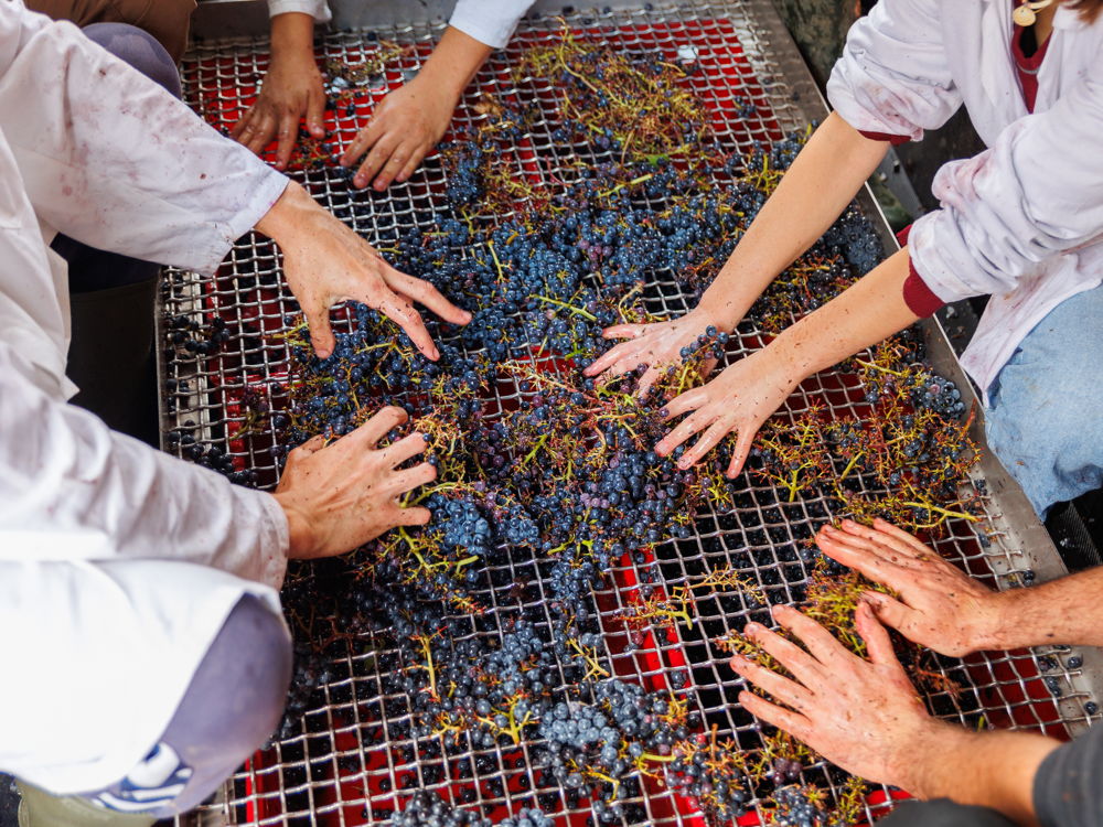 Master en vigne, vin et gestion du terroir (Vintage) formation ESA marketing