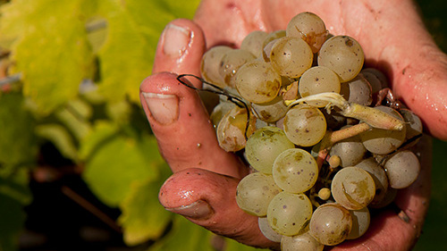 WSET Vins niveau 3-Formation courte intensive ESA-Comprendre le vin pour mieux l’apprécier ou le vendre : la méthode WSET à l’ESA !