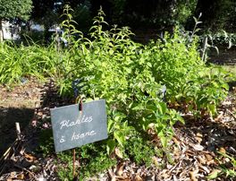 Agriculture urbaine : cueillette libre à l'ESA