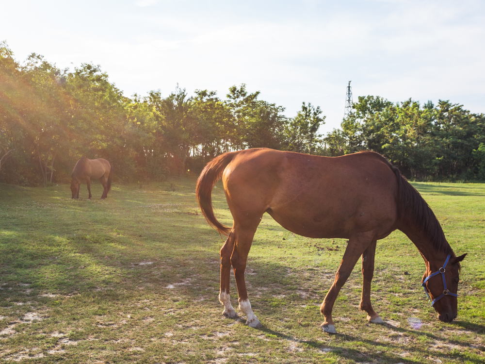 DU Bien-être animal et éthologie chevaux et animaux de rente. Formation intensive courte- ESA- diplôme d’université (DU) unique en France. Etudiants et étudiantes de l'ESA (École Supérieure d'Agricultures) à Angers (Maine-et-Loire).