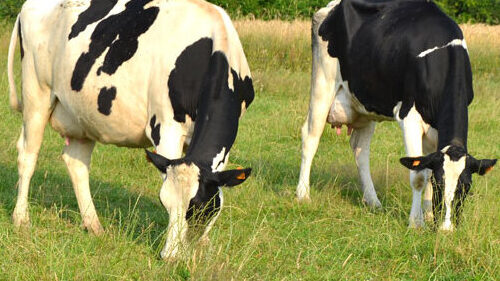 DU Bien-être animal et éthologie chevaux et animaux de rente. Formation intensive courte- ESA- diplôme d’université (DU) unique en France. Etudiants et étudiantes de l'ESA (École Supérieure d'Agricultures) à Angers (Maine-et-Loire).