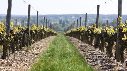 Les clés de la viticulture-Formation courte à distance- ESA- acquérir une culture générale solide sur la vigne et le vin,