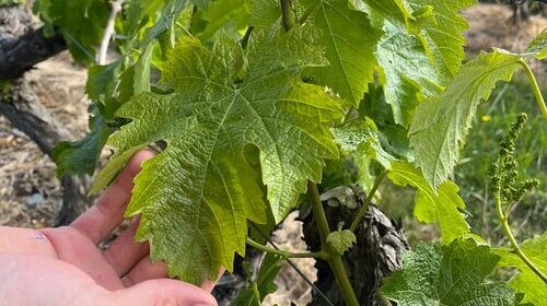 WSET Vins niveau 3-Formation courte intensive ESA-Comprendre le vin pour mieux l’apprécier ou le vendre : la méthode WSET à l’ESA !
